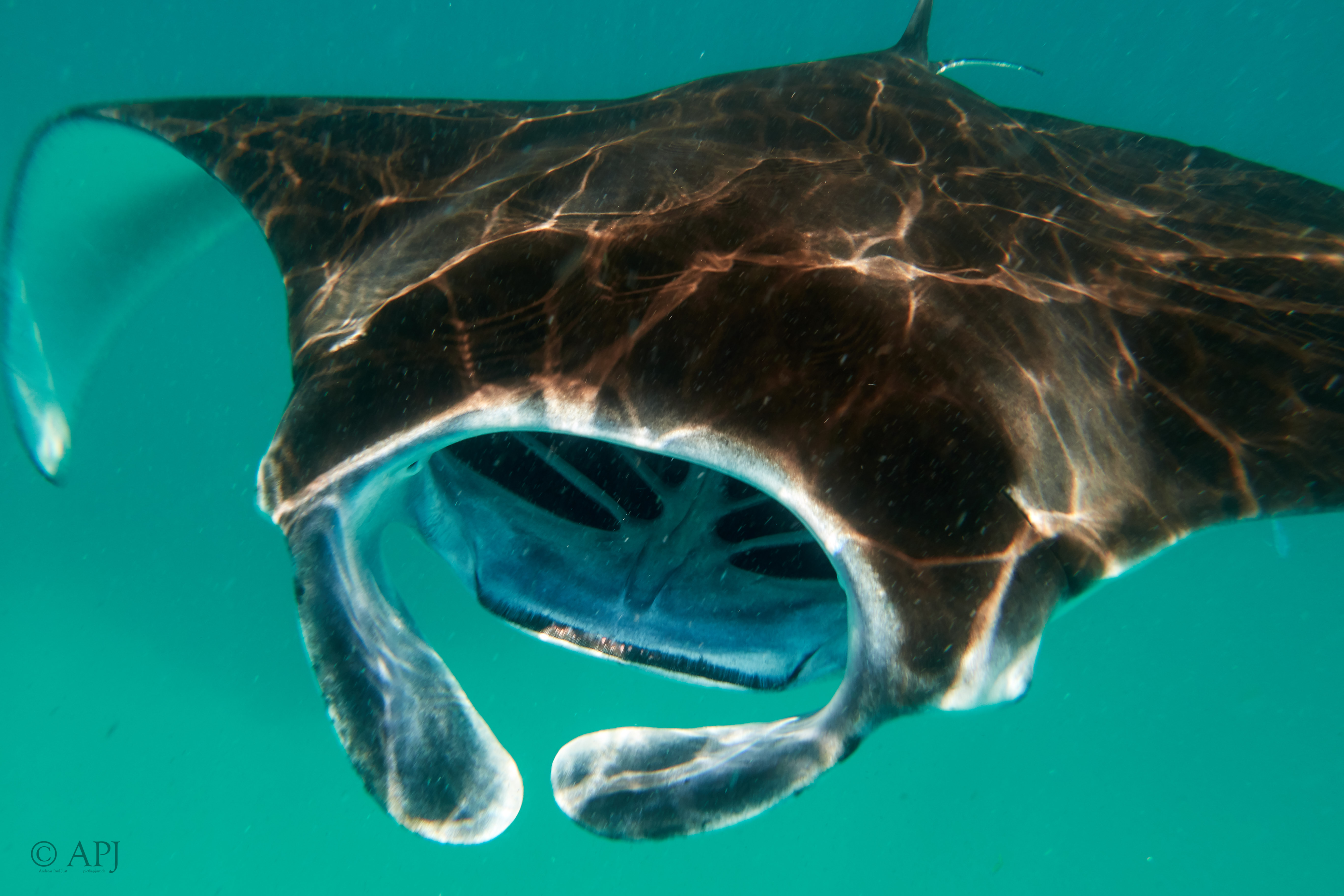 001662 16 08 17  Canon PowerShot G7 X Mark II   Malediven2017